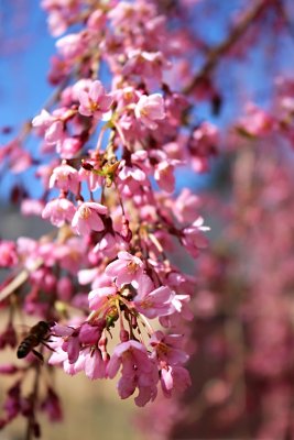 Prunus subhirtella 'Pendula' - višeň chloupkatá - květenství (3)